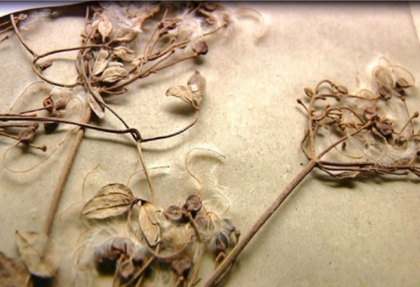 Herbier-2.0-768×491