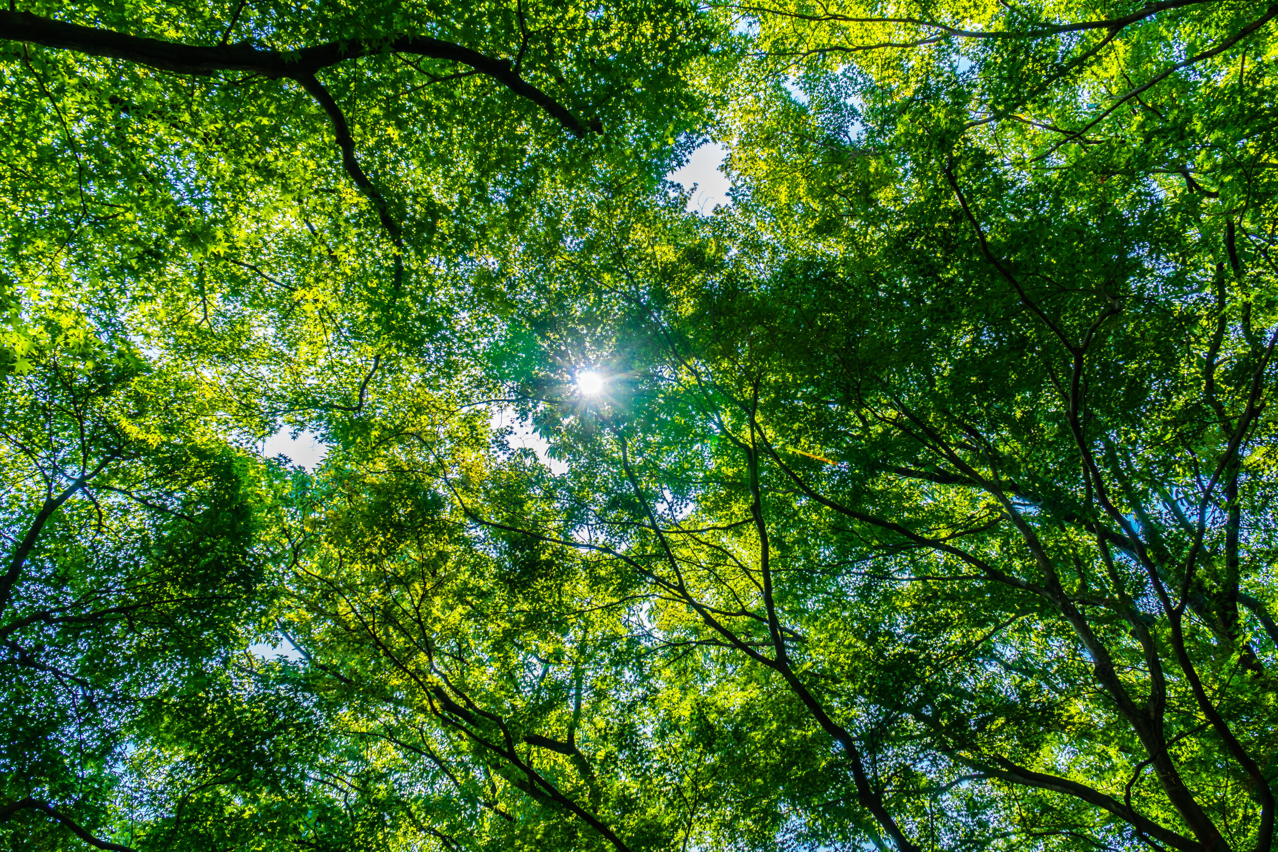 Beautiful tropical green tree and leaf in the forest with sun light