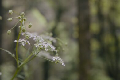 fleurs