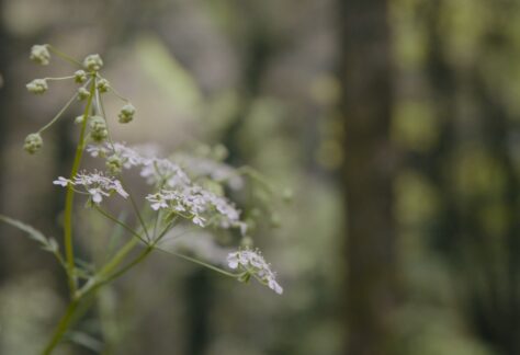 fleurs