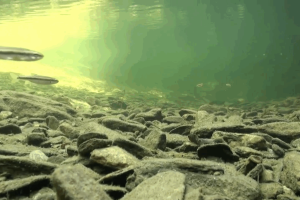 Capture d’écran 2025-12-15 à 12.18.29