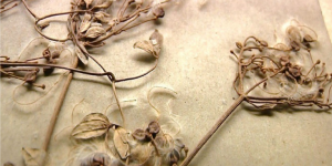 Herbier-2.0-768x491
