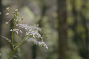 fleurs